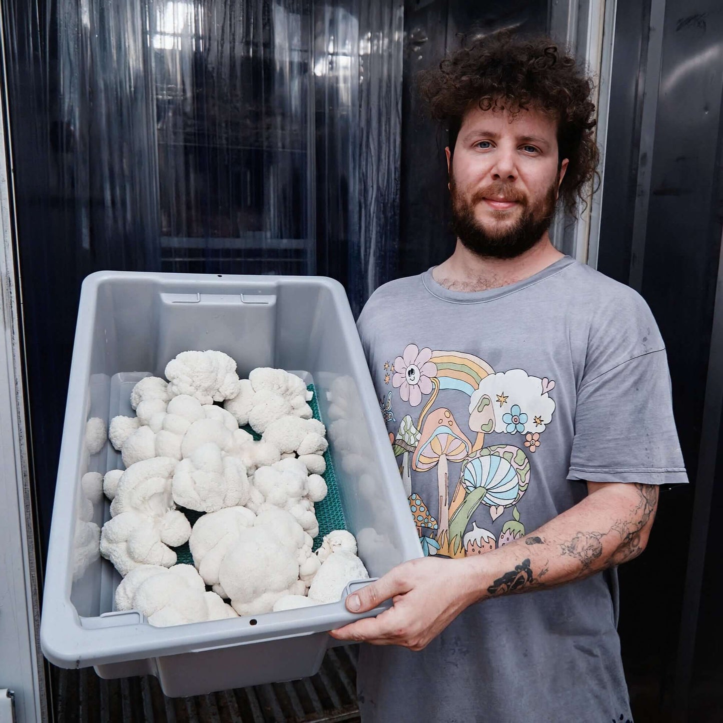 Lion's Mane Extract