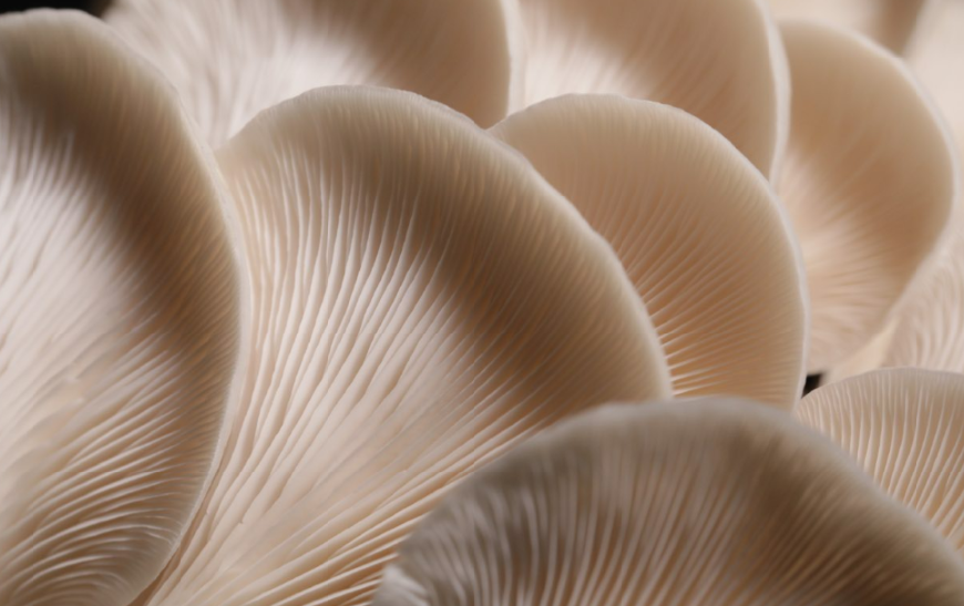 Mushroom Growing Kit