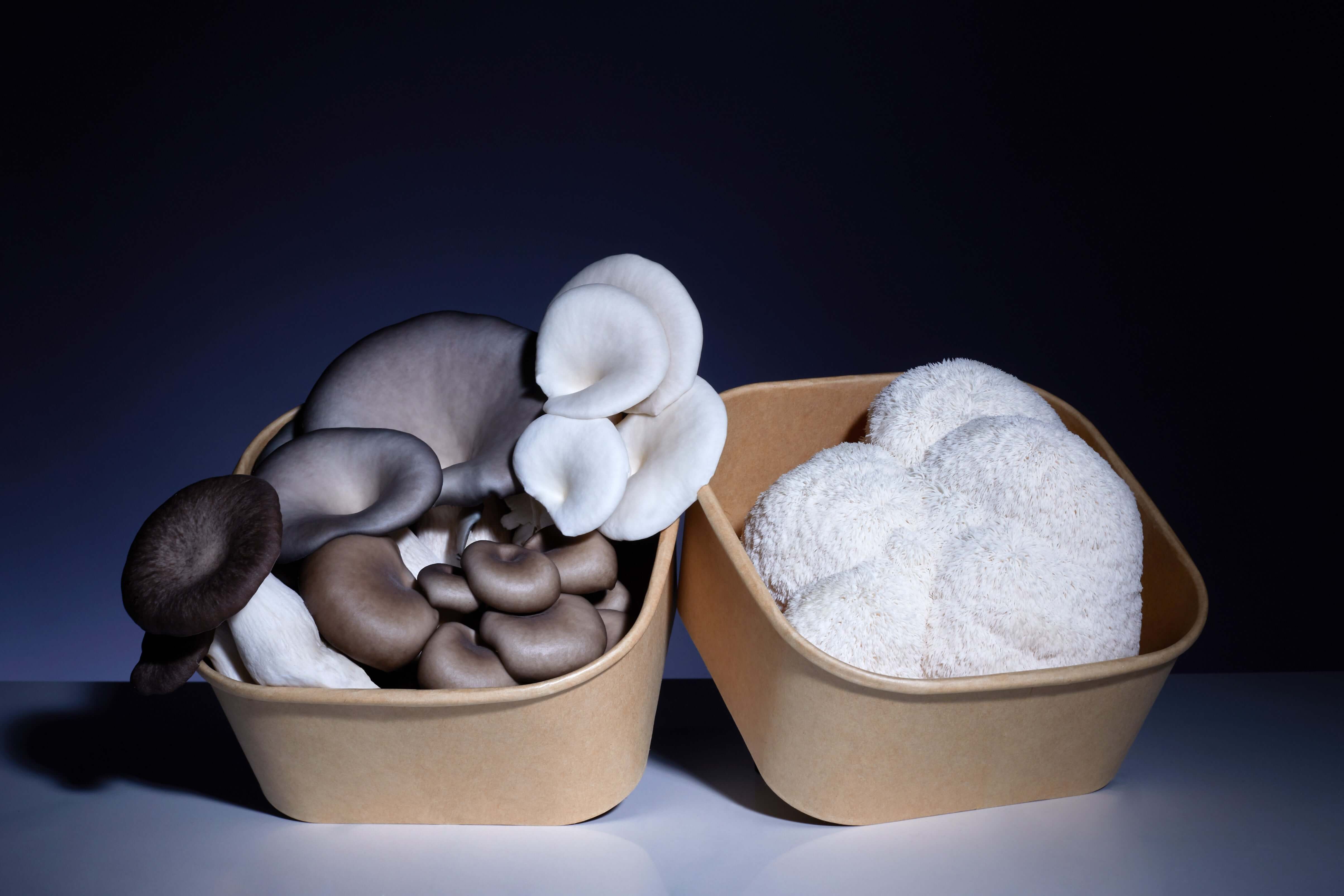 Fresh Oyster and Lion's Mane Mushroom