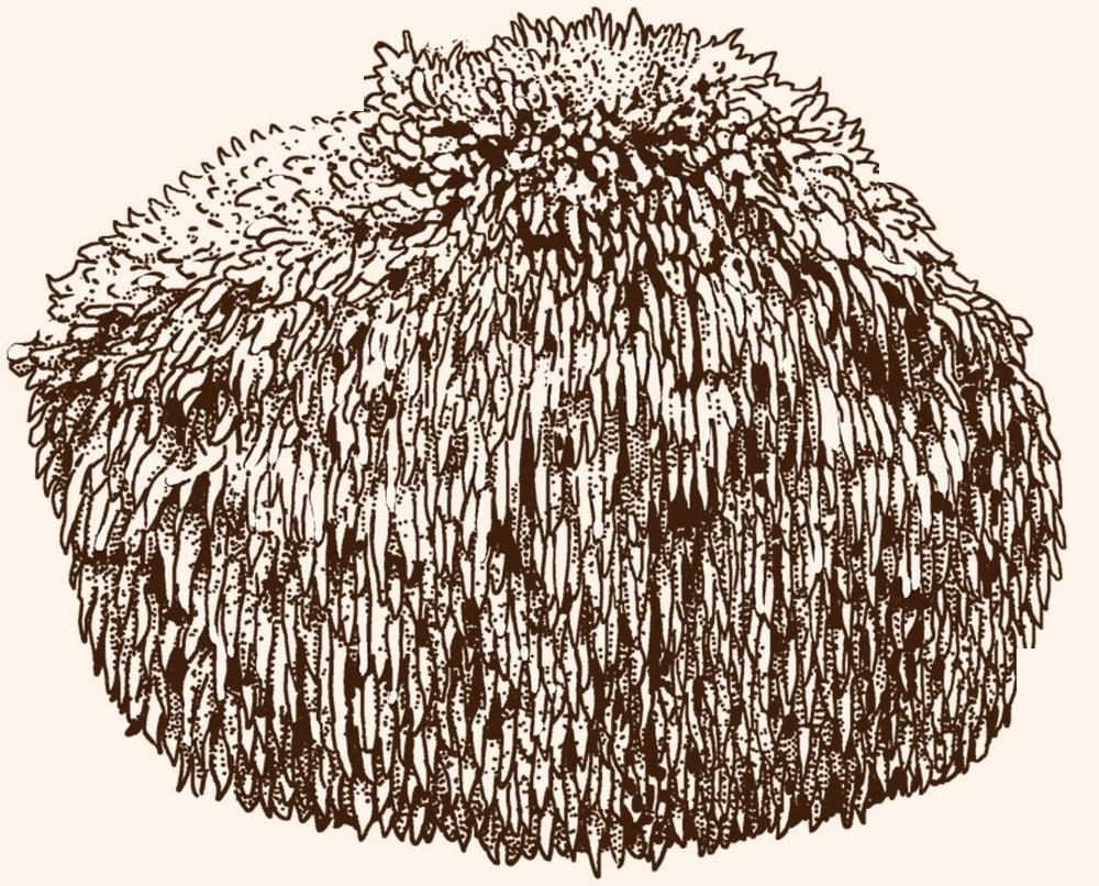 Pen drawing of a Lion's Mane mushroom