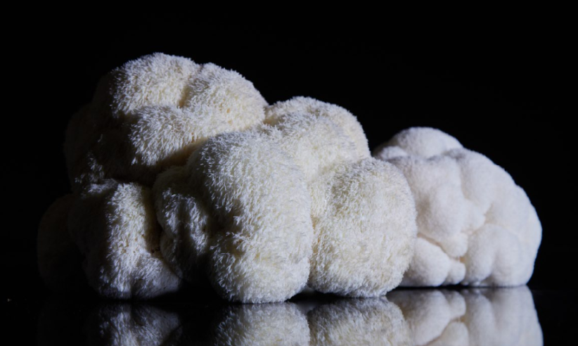 Hericium Erinaceus Guide: Benefits, Uses & Insights 2026