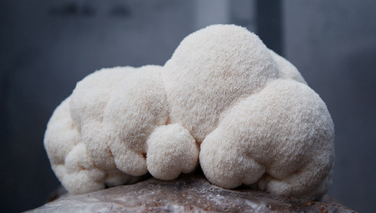Dried Lions Mane Mushroom Guide: Benefits & Uses 2026