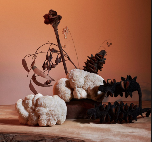 Lions Mane Australia Guide: Discover Benefits and Uses 2026