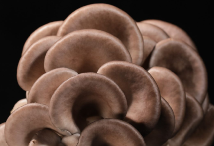 Gourmet Mushrooms Guide: Explore Flavours and Cooking Tips 2026