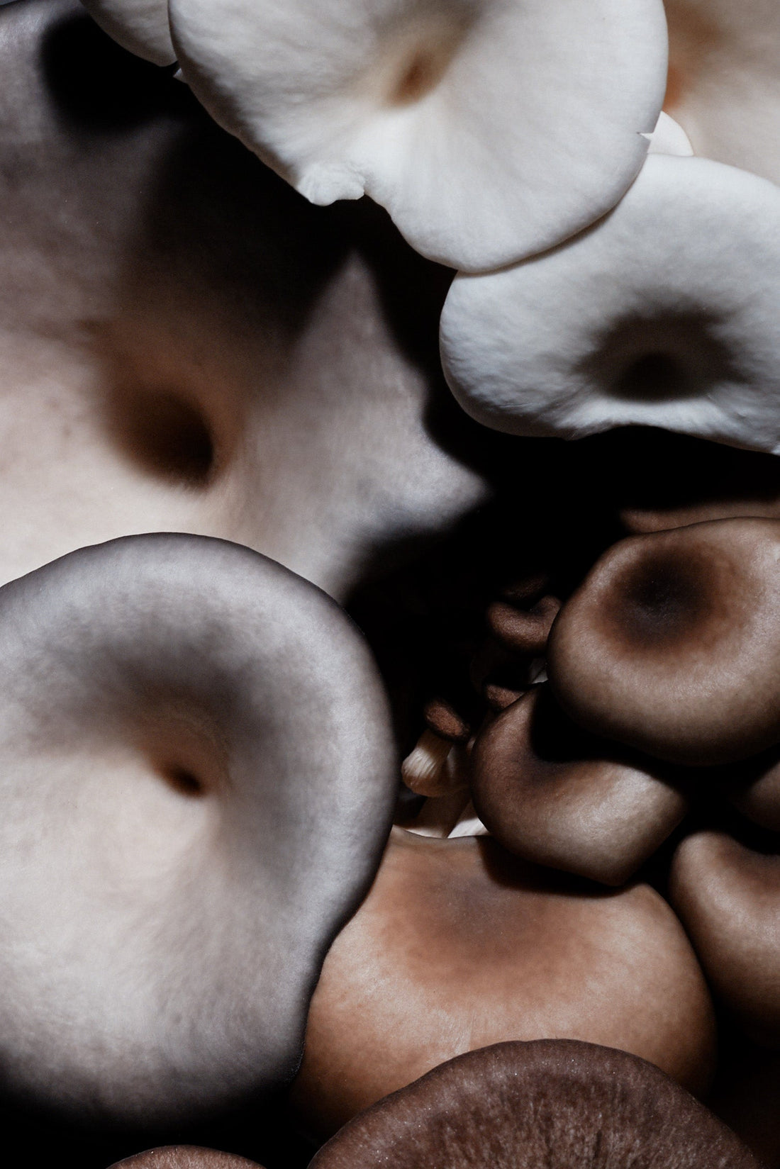 Ultimate Guide to Mushroom Foraging in Australia 2026