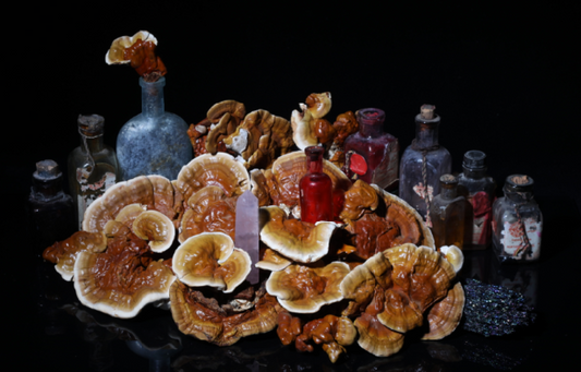 Comprehensive Guide to Reishi Extract Benefits 2026
