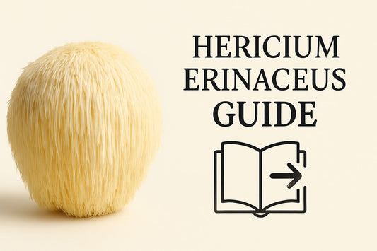 Hericium Erinaceus Guide: Benefits, Uses & Insights 2026