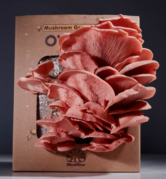 Mushroom Grow Kit Guide: Cultivate Fresh Mushrooms in 2026