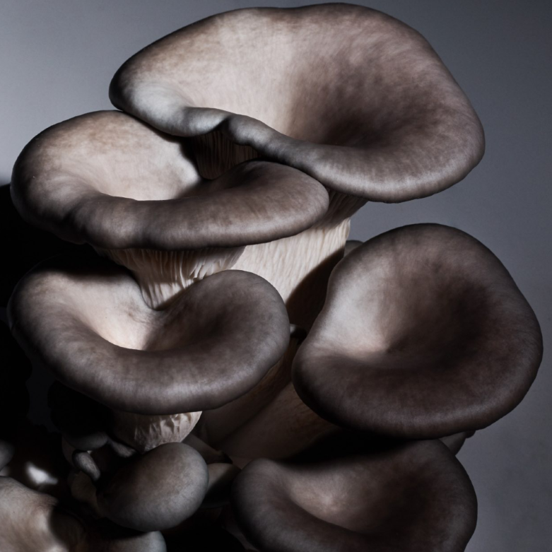 Exotic Mushrooms Guide: Explore Rare Flavours in 2026