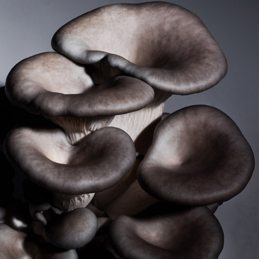 Exotic Mushrooms Guide: Explore Rare Flavours in 2026