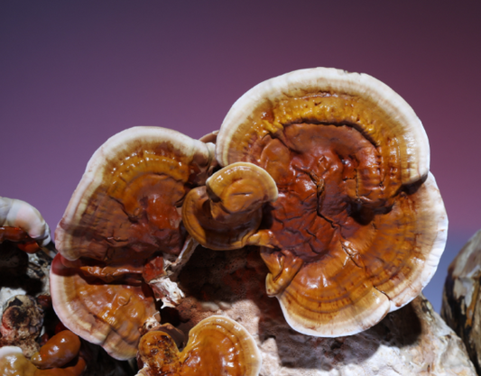 Adaptogenic Mushroom Guide: Unlocking Benefits in 2026