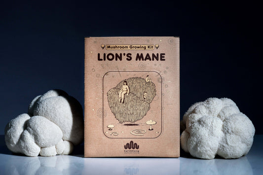 Lion's Mane grow kit