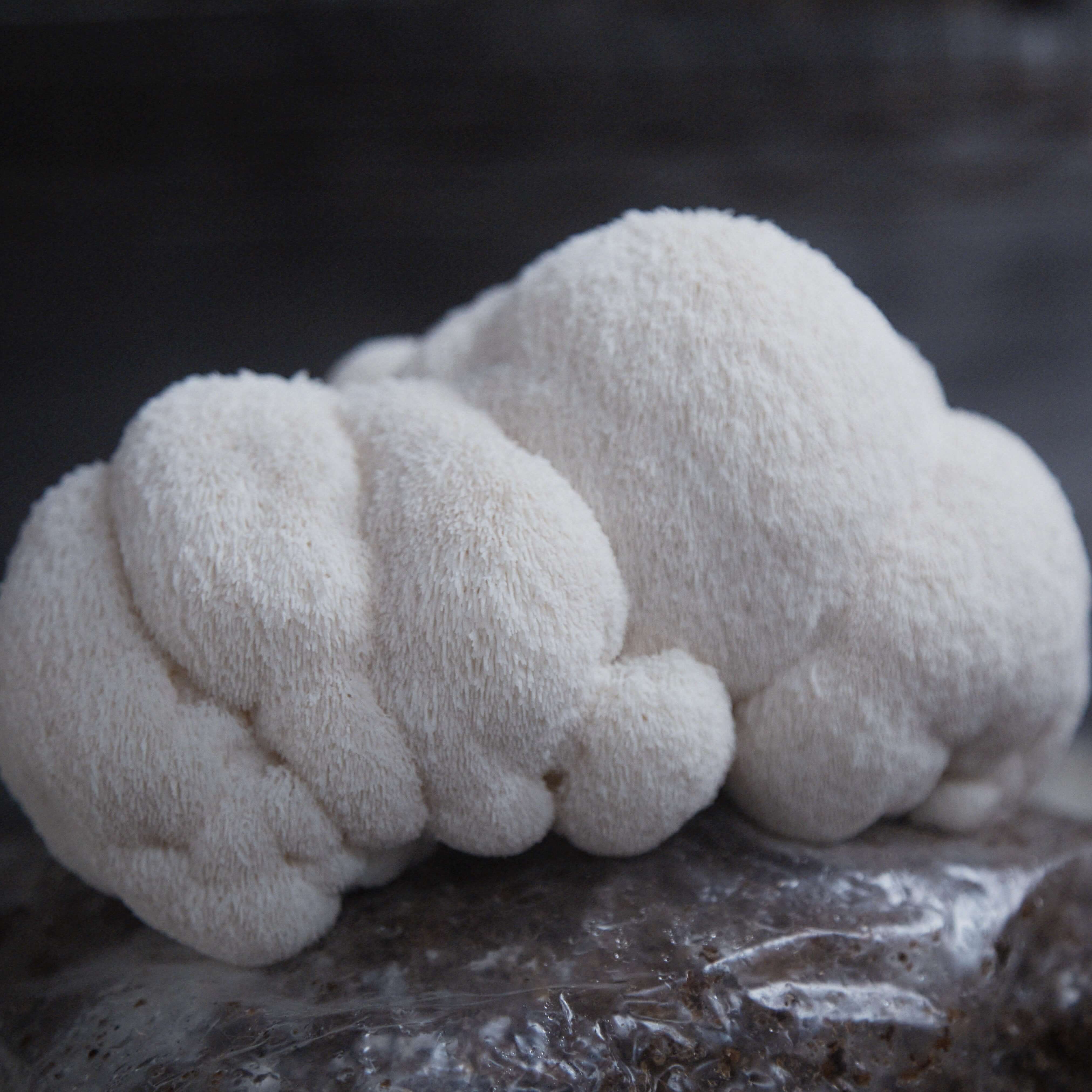 Lion's Mane mushroom