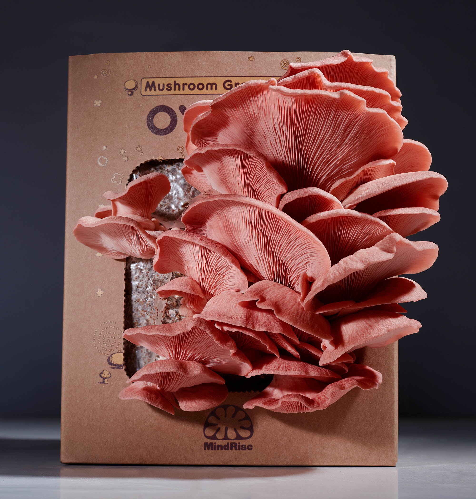 Mushroom Growing Kit