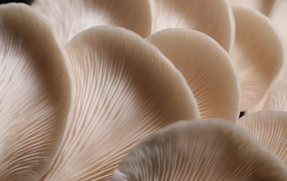 Mushroom Growing Kit