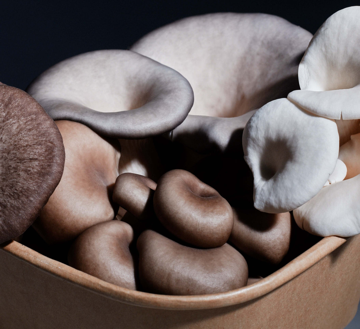 Fresh Oyster Mushroom