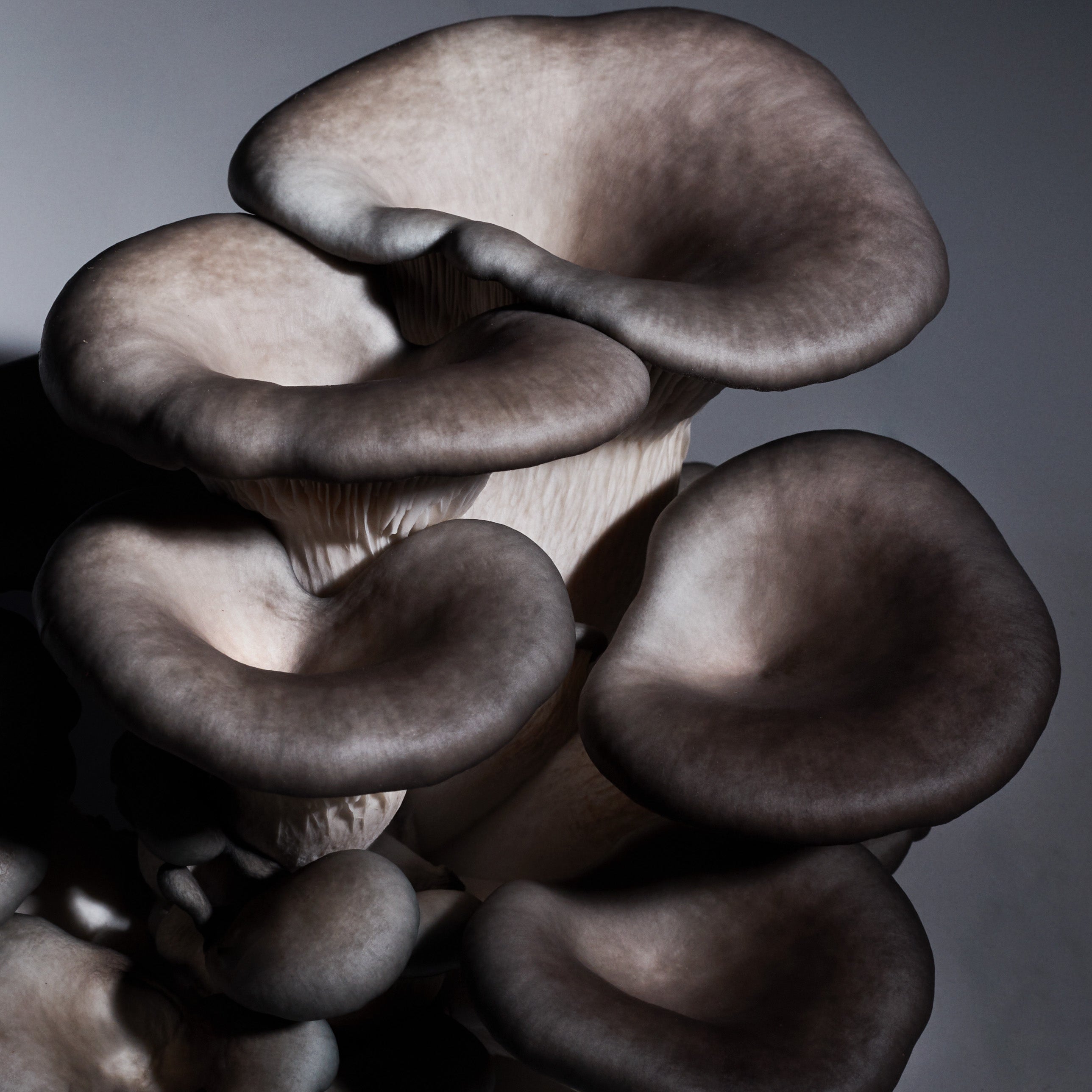 Mushroom Growing Kit