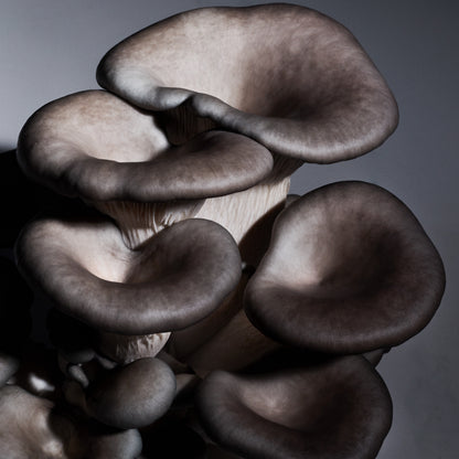 Mushroom Growing Kit