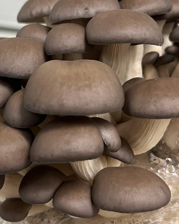 Mushroom Growing Kit