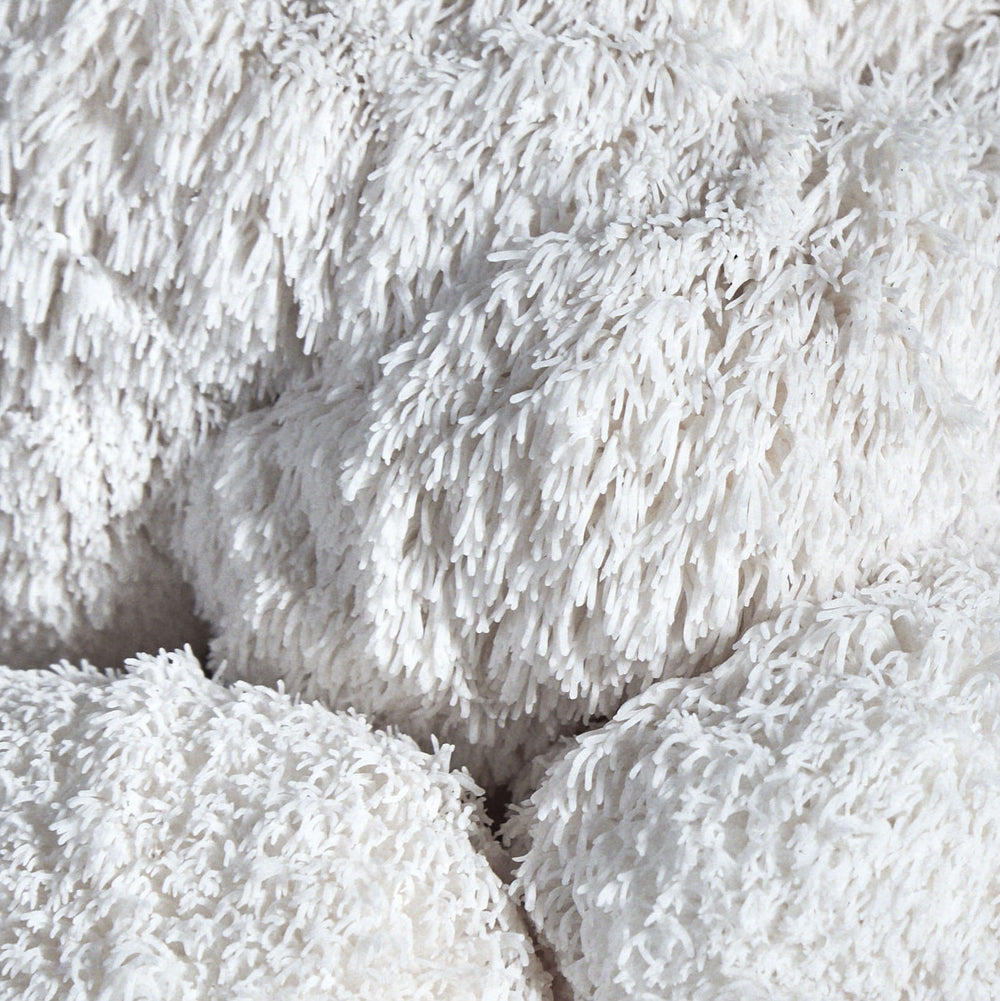 Close up of Lion's Mane