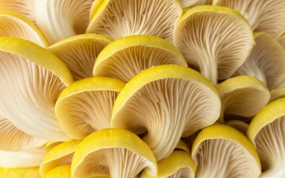 Mushroom Growing Kit